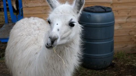 Close up of a white llama Stock Photos