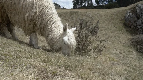Close up of white long-haired llama alpaca grazing in the Andes mountains Stock Footage 123861596