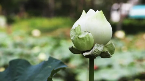 Close up of white lotus bud against a pond background. Stock Footage 306647614