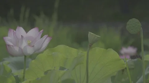 Close-Up White Lotus Flower With Seed Pod Green Leaves Stock-Footage 343696454