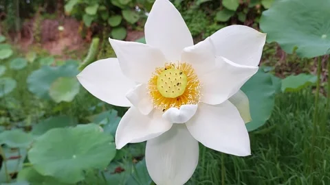 Close-up of white lotus with flying insects on bright yellow stamen. Video stock 337145962