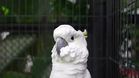 Close up white macaw in black cage looking at camera. Stockbeeldmateriaal 249923761