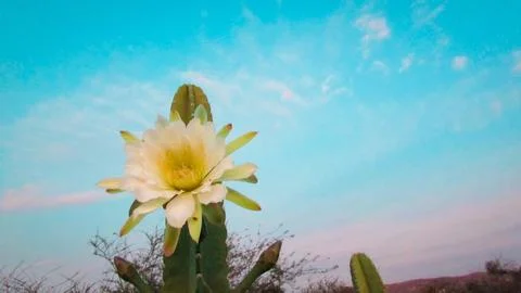 Close-up of a white Mandacaru cactus bloom, showcasing its delicate beauty .. Foto stock