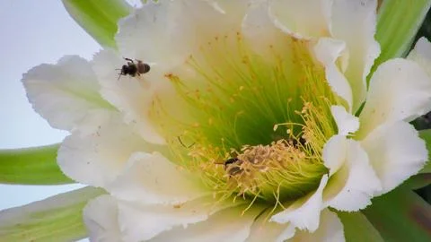 Close-up of white Mandacaru cactus flower blooming with busy bees collectin.. Stock Photos