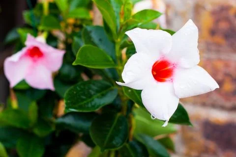 Close-up of white Mandevilla flower against the wall Stock Photos