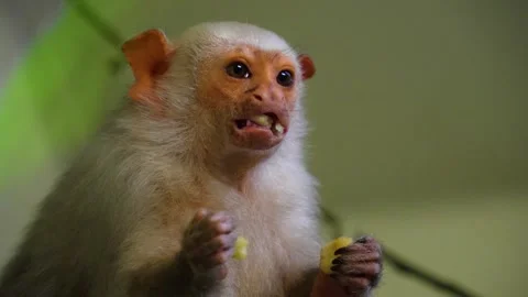Close up of white marmoset Tamarin Video stock 270926596