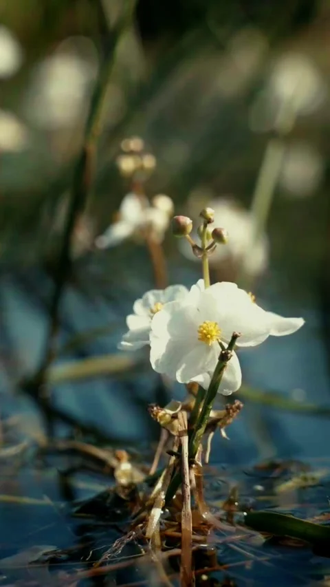 Close-Up White Marsh Flower in Sunlit Water Stock Footage 336340189