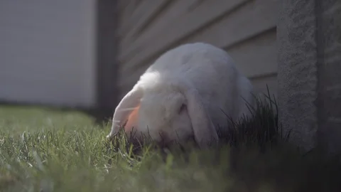 A close up of a white mini lop bunny rabbit eating grass, looking at the camera Video stock 128914901