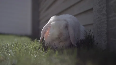 A close up of a white mini lop bunny rabbit eating grass, looking at the camera Stock-Footage 128914998