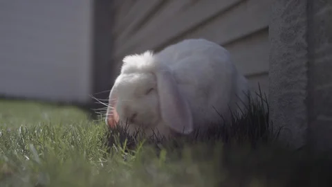 A close up of a white mini lop bunny rabbit eating grass, looking at the camera Stock-Footage 128915313