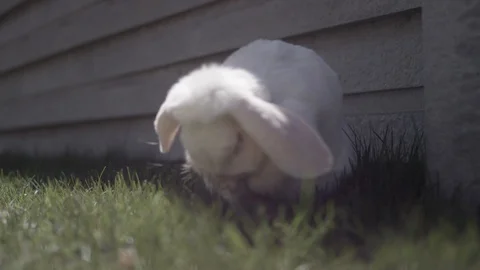 A close up of a white mini lop bunny rabbit eating grass, looking at the camera Stock-Footage 128915510