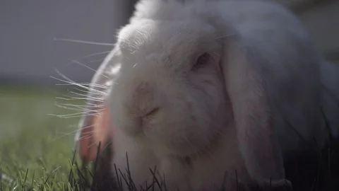 A close up of a white mini lop bunny rabbit eating grass, looking at the camera Stock-Footage 128915573