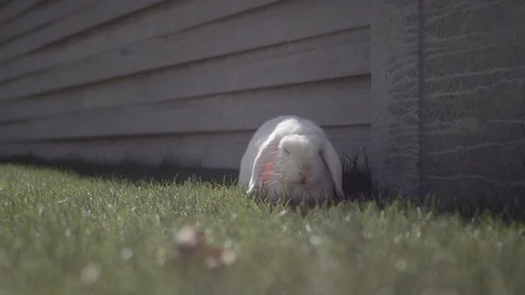 A close up of a white mini lop bunny rabbit eating grass, looking at the camera Stock-Footage 128915608