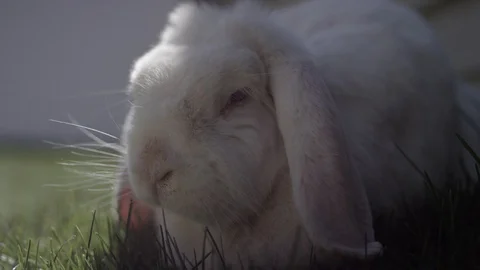 A close up of a white mini lop bunny rabbit eating grass, looking at the camera Stock-Footage 128915746