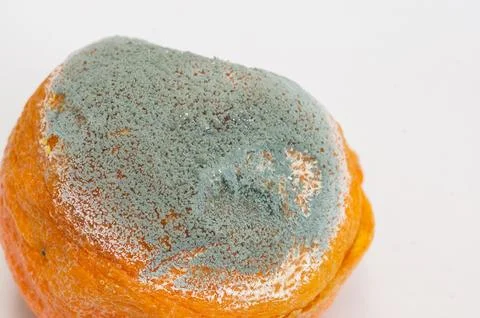 Close-up of white mold on an orange. The texture of mold on a spoiled orange Foto stock