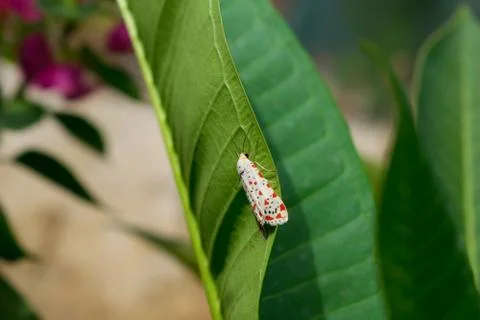 Close up of a white moth with black and red spots sitting on a green leaf Stock Photos