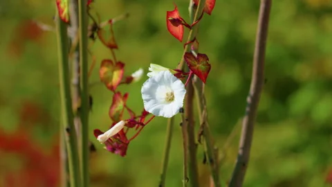 Close-Up of White Mountain Flower with Autumn Leaves and Blurred Meadow Stock Footage 320052753