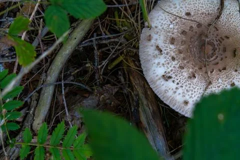 Close-Up of a White Mushroom in the Forest Stock Photos