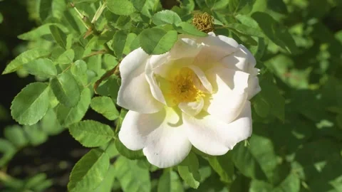 Close up of white nevada rose blooming in sunny garden Video stock 344551064