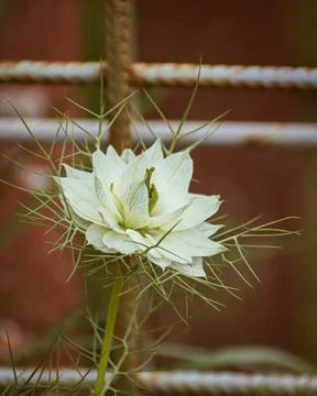 Close-up of white nigella damascena flower Stock Photos