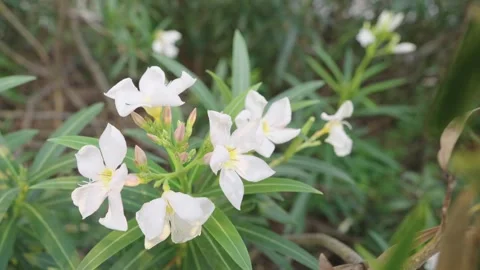 Close-up of white oleander flowers in bloom with yellow centers. Lush green.. Stock Footage 335707618