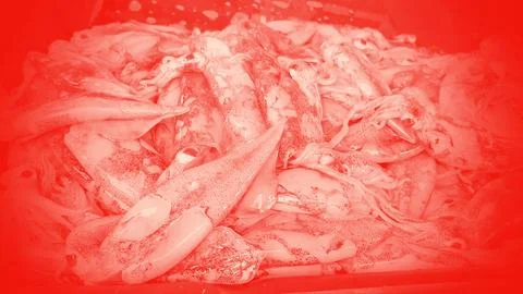 Close-up white orange squid deep-sea live dead sell market with specail. Stock Photos