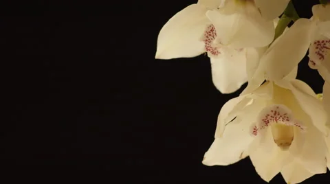 Close-up of white orchid Stock Footage 65870893