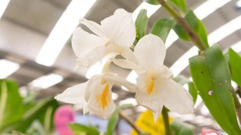 Close up white orchid Stock Photos