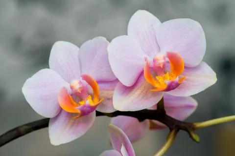 Close-up of white orchids on light background. 스톡 사진