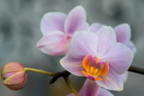Close-up of white orchids on light background. Foto stock