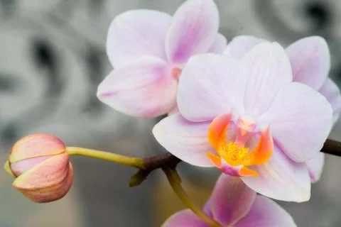 Close-up of white orchids on light background. Foto stock