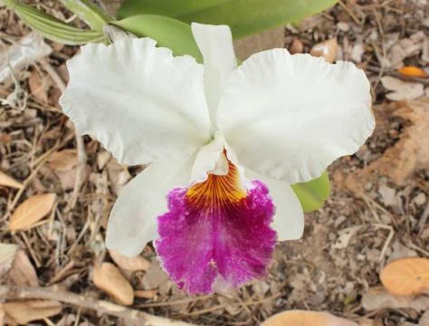 Close-up of white orchids Stock Photos