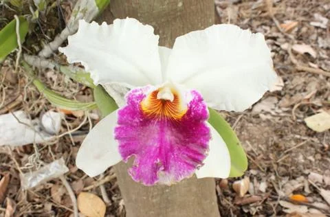 Close-up of white orchids Stock Photos