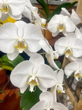 A close-up of white orchids Stock Photos