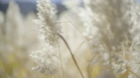 Close of White Pampas Blowing in the Wind Stock Footage 217655195