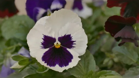 Close up of a white pansy flower on a wind Stock Footage 90965564