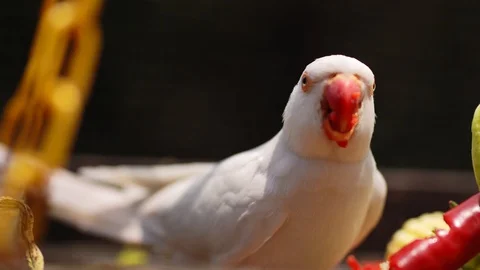 Close-up of a white parrot eating red hot peppers Video stock 128231997