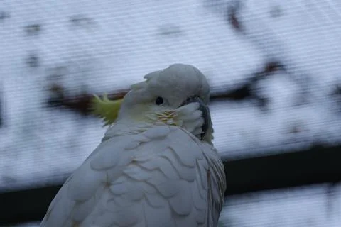 Close-up of a white parrot. Fotos de archivo