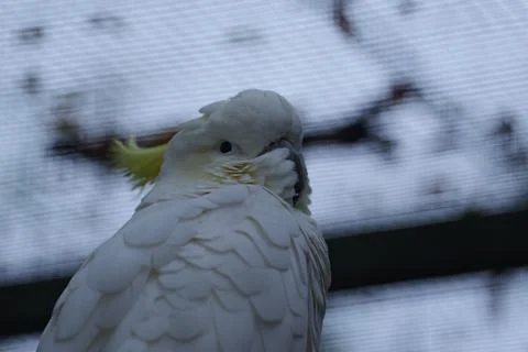 Close-up of a white parrot. Fotos de archivo