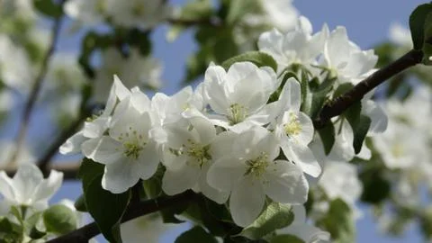 Close up white peach blossoms Stock Photos