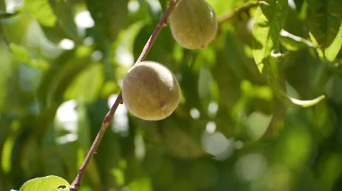 Close up of white peach tree 動画素材 48132606