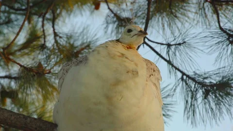 Close-up, a white peacock sitting on a pine branch at sunset Stock Footage 174300348