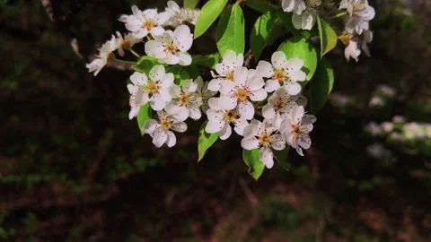 Close-up of white pear blossoms with five petals and dark stamens. Stock Footage 318097308