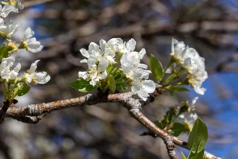 Close up of white pear tree blossoms blooming on branch in spring under blu.. Stock Photos