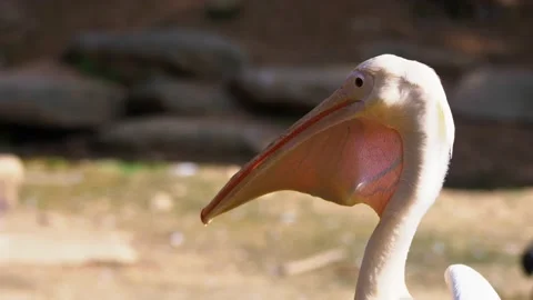 Close Up White Pelican Video stock 155834929