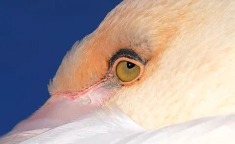 Close up of white pelican Stock Photos