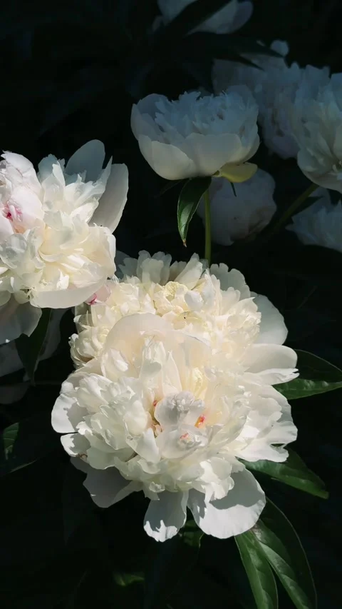 Close-up of white peony blossoms moving softly in the wind, 4K floral video 库存影片 340200364