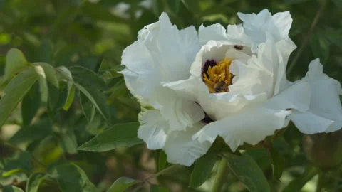 Close-up White Peony Flower and Bees Swaying in Spring Garden Breeze Stock-Footage 335234471