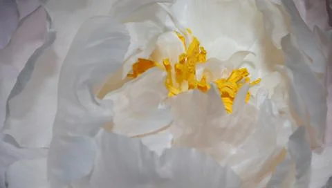 Close up of white peony. Stock-Fotos