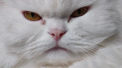 Close up of a white persian cat displaying various subtle facial expressions Vidéo 307103298